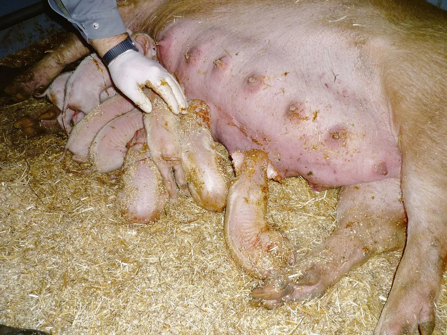 ferkel gewicht geburt - Wie viel wiegt ein Baby Schwein