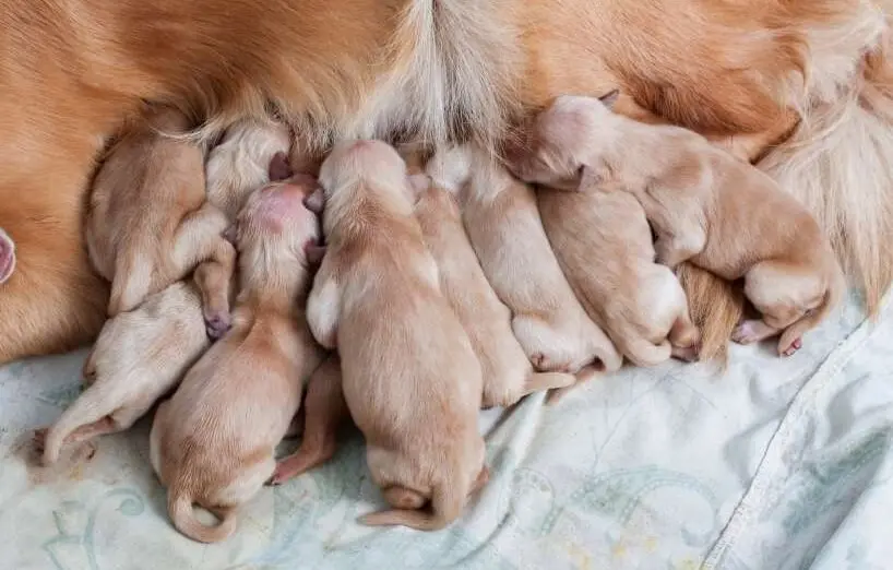 geburt hund wie lange - Wie viel Zeit zwischen 2 Welpen