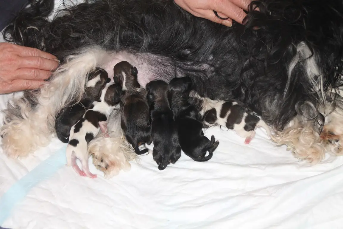 havaneser geburt - Wie viele Babys bekommt ein Havaneser