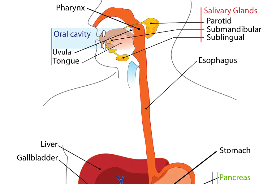 Der Durchmesser der Speiseröhre: Ein wichtiger Faktor für die Verdauung - Wie viele Engstellen hat die Speiseröhre durchmesser speiseröhre - Wie viele Engstellen hat die Speiseröhre