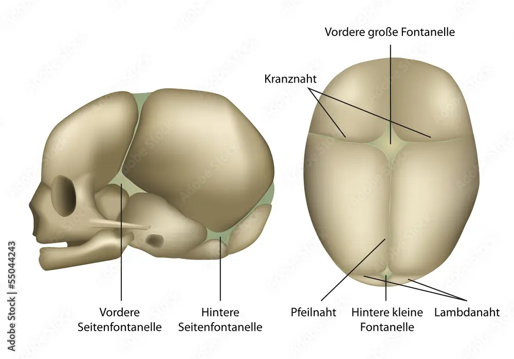 fontanellen - Wie viele Fontanellen hat ein Baby
