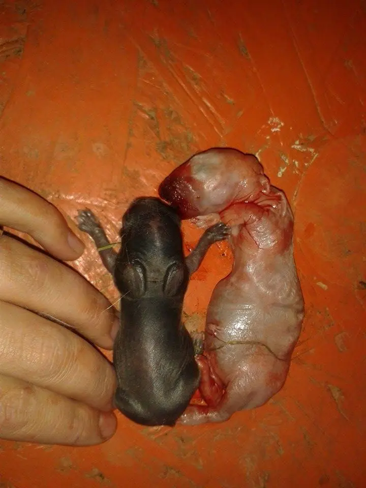 kaninchen geburt komplikationen - Wie viele Hasenbabys überleben