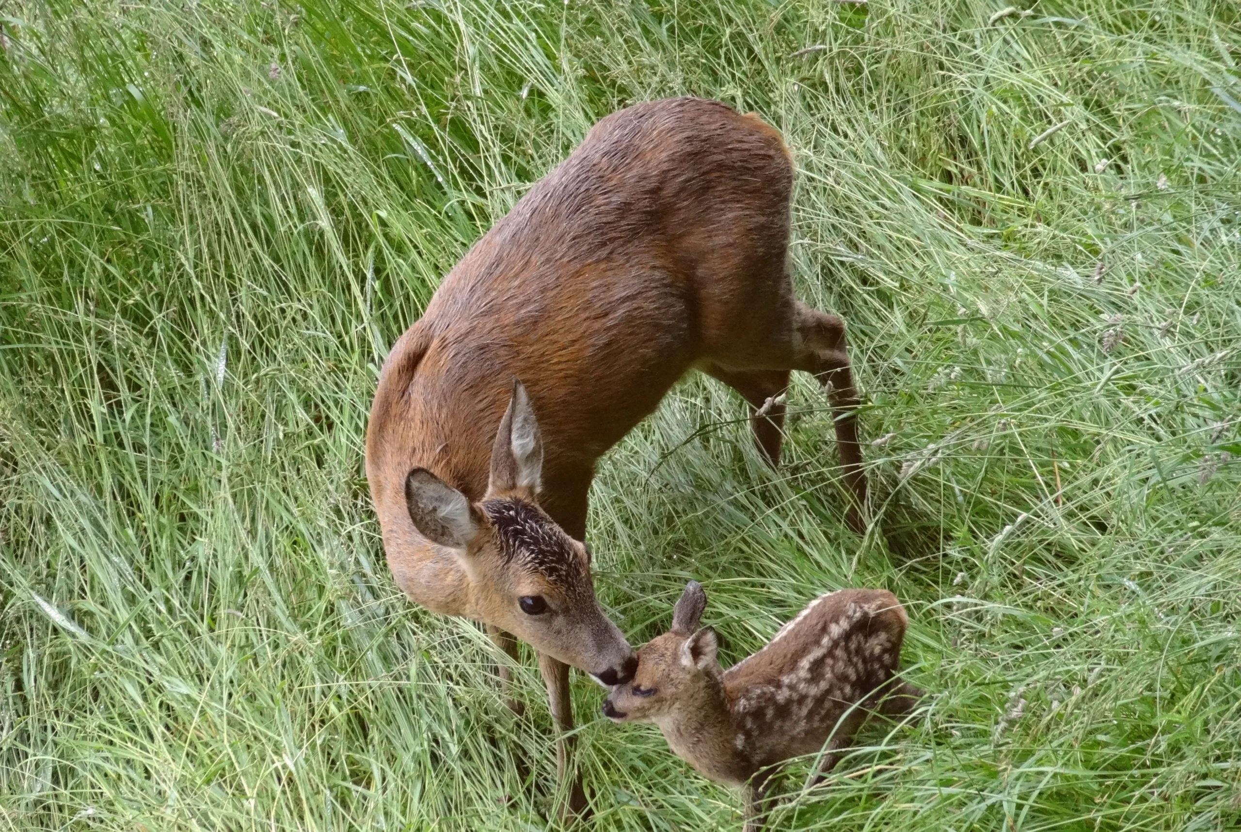 reh geburt - Wie viele Junge bekommen Rehe