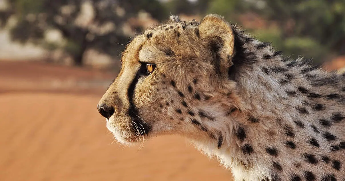 gepard gewicht geburt - Wie viele Jungen bringt ein Gepard zur Welt