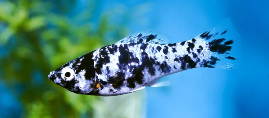 black molly geburt verhalten - Wie viele Mollys in 100 L