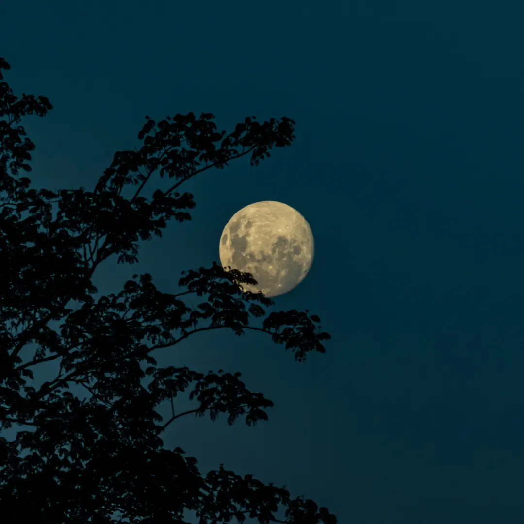 vollmond geburt auslösen - Wie viele Vollmonde vergehen, bis ein Baby geboren wird