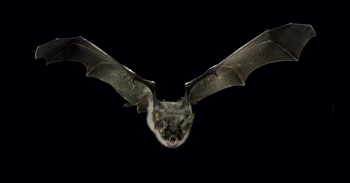 fledermaus jungtiere nach der geburt - Wie viele Wochen wird eine junge Fledermaus gesäugt