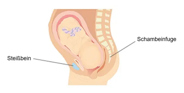 steißbein geburt - Wie wichtig ist das Steißbein