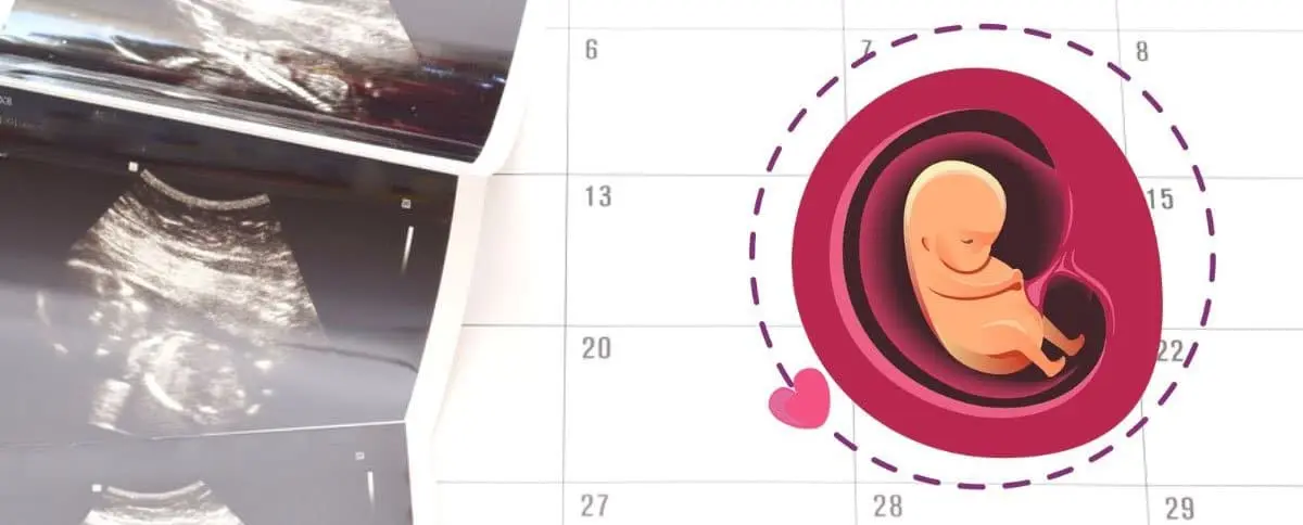 schwangerschaft wochen rechner - Wie Wochen zählen SSW