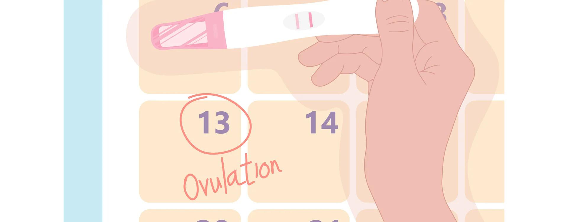 eisprungrechner hebamme - Wie zuverlässig sind Eisprungrechner