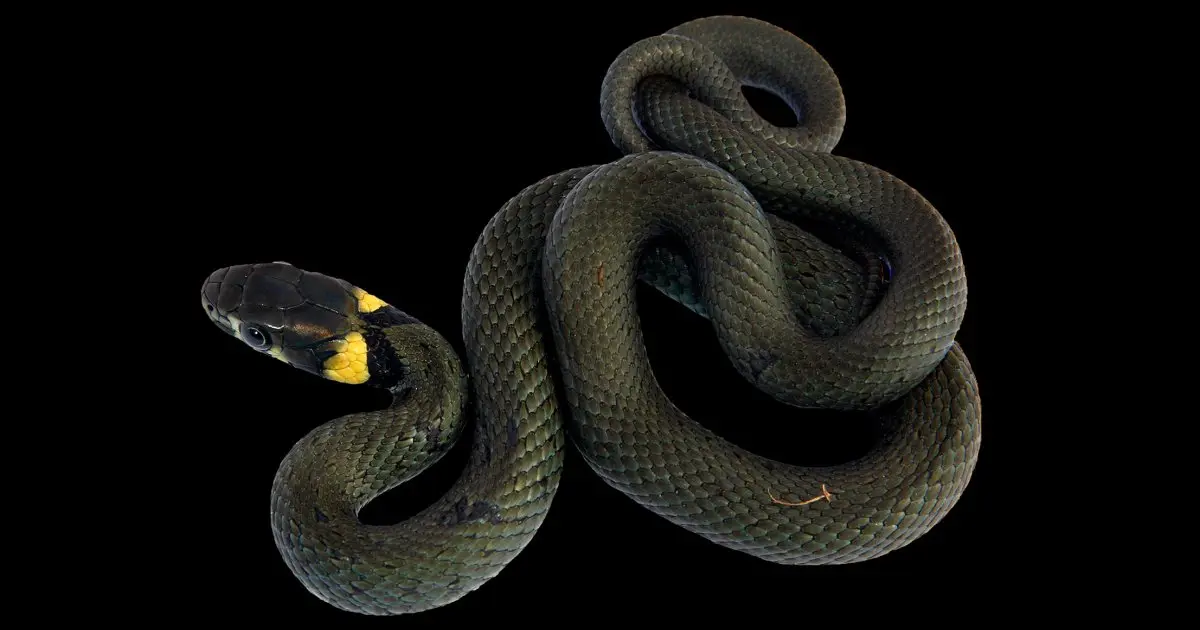 ringelnatter geburt - Wo bekommt die Ringelnatter ihre Jungen