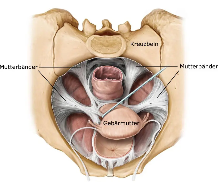 mutterbänder schmerzen - Wo genau befinden sich die Mutterbänder