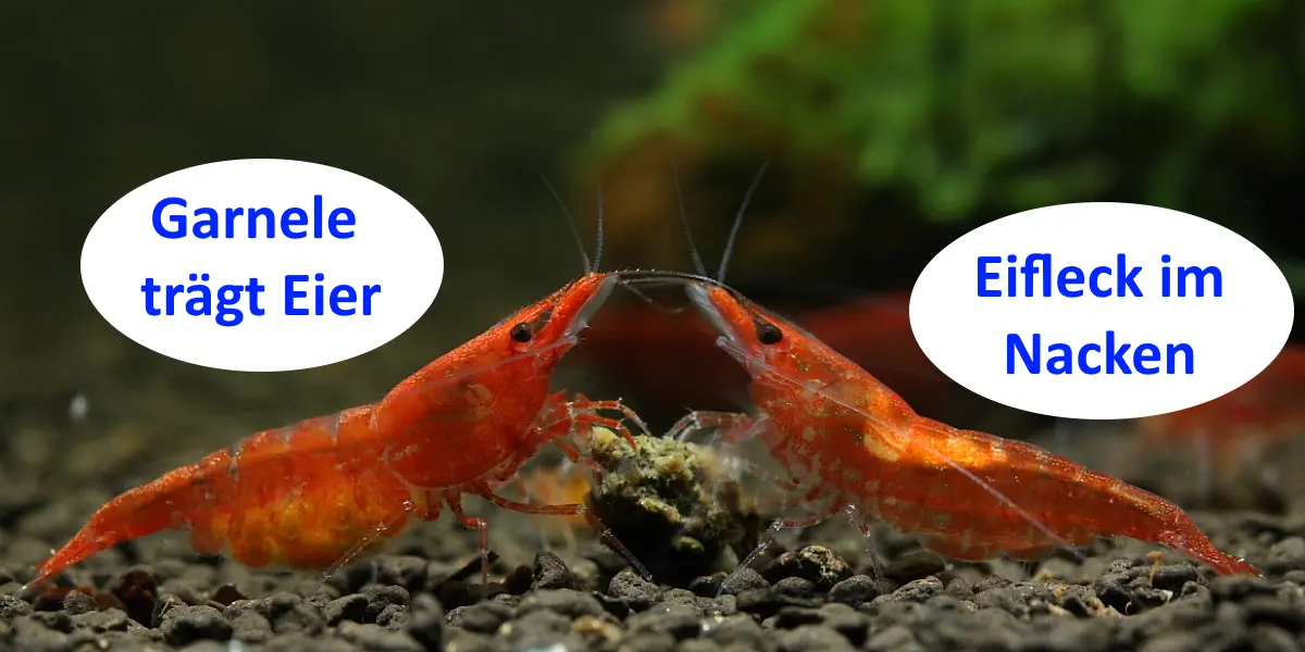 Garnelen Geburt: Vom Ei zur erwachsenen Garnele - Wo legen Garnelen die Eier ab garnelen geburt - Wo legen Garnelen die Eier ab