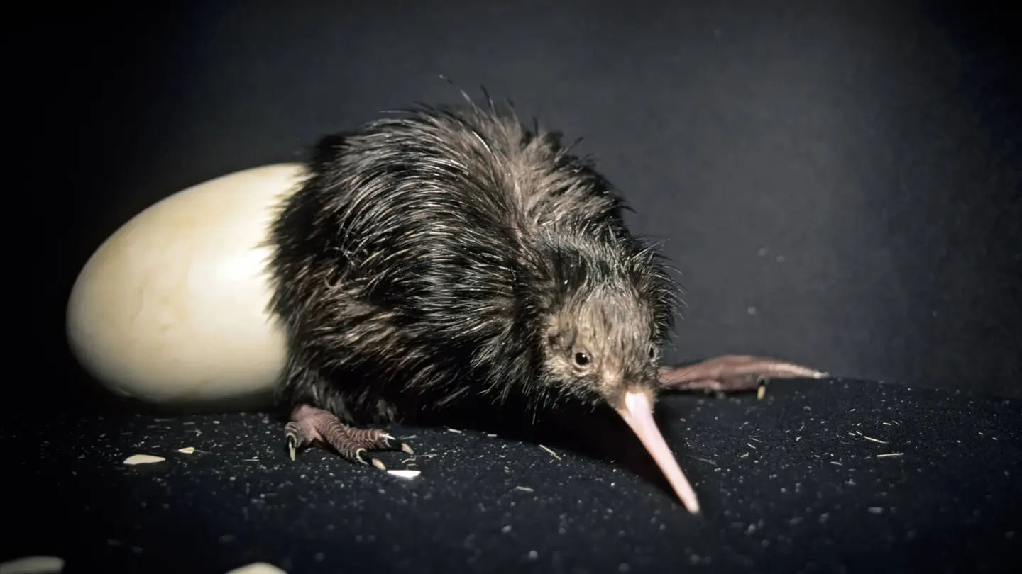 blindschleiche geburt - Wo legt die Blindschleiche ihre Eier ab