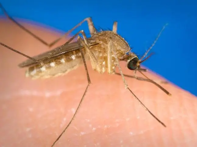 mücken geburt - Wo legt die Mücke ihre Eier ab