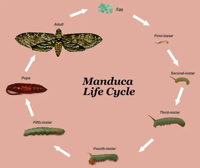 manduca - Wo wird manduca hergestellt