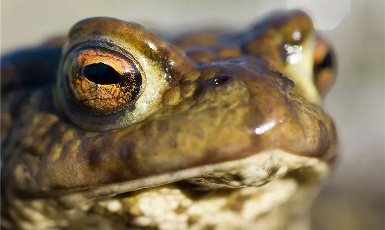prahlen - Woher kommt das Wort protzen